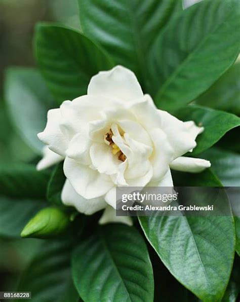 1,699 Gardenia Stock Photos & High.